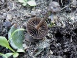 Psilocybe coprophila image