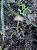 Psilocybe coprophila image