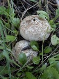 Lycoperdon umbrinum image
