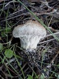 Lycoperdon umbrinum image
