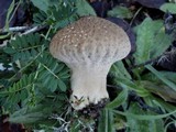 Lycoperdon umbrinum image