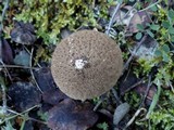Lycoperdon umbrinum image