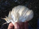 Hericium americanum image