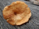 Clitocybe squamulosa var. montana image