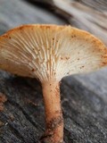 Clitocybe squamulosa var. montana image