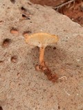 Clitocybe squamulosa var. montana image