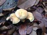 Hypholoma subviride image