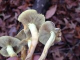 Hypholoma subviride image