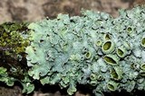 Punctelia bolliana image
