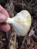 Lentinus levis image