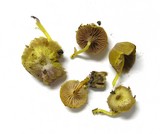 Chromosera cyanophylla image