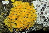 Xanthomendoza hasseana image