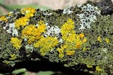 Xanthomendoza hasseana image