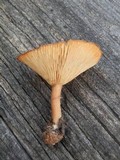 Lactarius luculentus var. laetus image