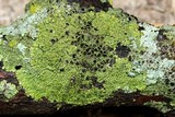Hyperphyscia syncolla image