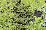 Hyperphyscia syncolla image