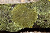 Hyperphyscia syncolla image
