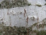 Arthonia punctiformis image