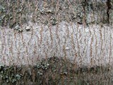 Arthonia punctiformis image