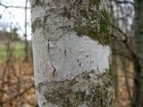 Arthonia punctiformis image