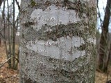 Arthonia punctiformis image