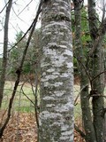 Arthonia punctiformis image