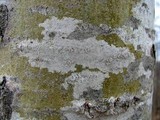 Arthonia punctiformis image