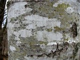 Arthonia punctiformis image