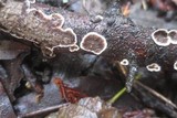 Peniophora albobadia image