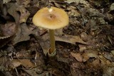 Amanita amerifulva image