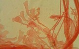 Mycena leptocephala image