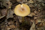 Amanita amerifulva image