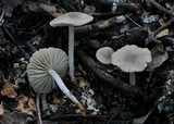 Marasmius albogriseus image