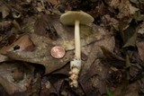 Amanita amerifulva image