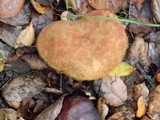 Boletus chrysenteron image
