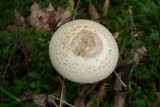 Amanita pseudovolvata image