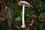 Amanita pseudovolvata image