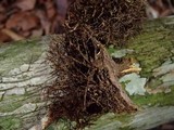 Trichaptum perrottetii image