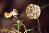 Marasmius armeniacus image