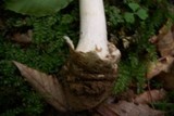 Amanita pseudovolvata image