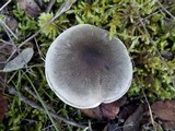 Tricholoma saponaceum image