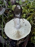 Tricholoma saponaceum image