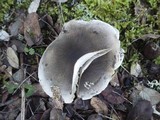 Tricholoma saponaceum image