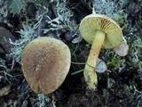 Tricholoma sulphureum image