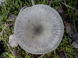 Clitocybe odora image