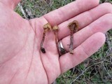 Psilocybe pelliculosa image
