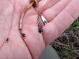 Psilocybe pelliculosa image
