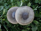 Pseudoclitocybe cyathiformis image