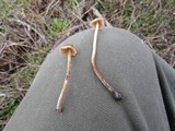 Psilocybe pelliculosa image