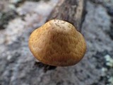 Gymnopilus igniculus image